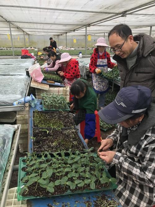 武汉蔬菜花卉种苗工厂化生产标准化试点项目,实施半年多商品苗提高了