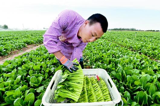 6月8日,粤港澳大湾区"菜篮子"(金昌)生产基地工作人员在采摘蔬菜.