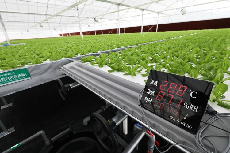 商品专题_植物↑5月7日,在华瑞绿源植物工厂,工人在种植蔬菜幼苗
