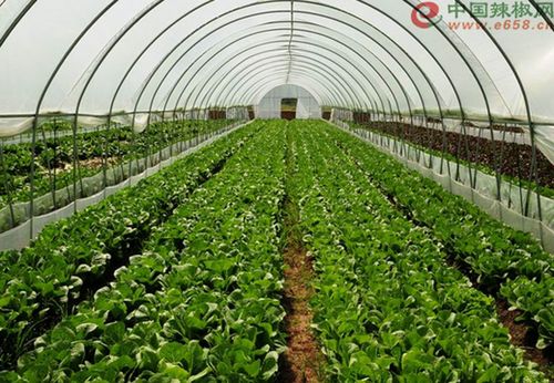 甘肃省武威市凉州区下双镇积极推进设施蔬菜升级改造