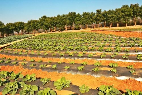 在拥有2000万蔬菜种植面积,致力于打造千亿元蔬菜产业的云南省,元谋