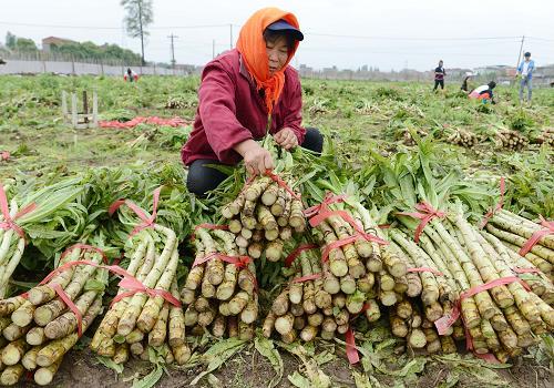 江西南昌市最大的商品蔬菜生产基地扬子洲镇菜农种植的莴笋喜获丰产